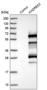 Anti-KHDRBS2 antibody produced in rabbit Prestige Antibodies&#174; Powered by Atlas Antibodies, affinity isolated antibody, buffered aqueous glycerol solution