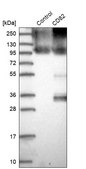 Anti-CD82 antibody produced in rabbit Prestige Antibodies&#174; Powered by Atlas Antibodies, affinity isolated antibody, buffered aqueous glycerol solution