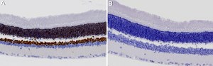 Anti-OTX2 Antibody, clone 1O4 ZooMAb&#174; Rabbit Monoclonal recombinant, expressed in HEK 293 cells