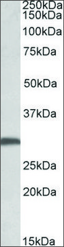 Anti-FGF13 antibody produced in goat affinity isolated antibody, buffered aqueous solution