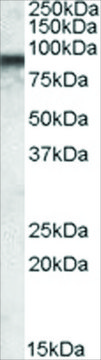 Anti-COG7 antibody produced in goat affinity isolated antibody, buffered aqueous solution