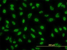 ANTI-YY1 antibody produced in mouse clone 2C5, purified immunoglobulin, buffered aqueous solution