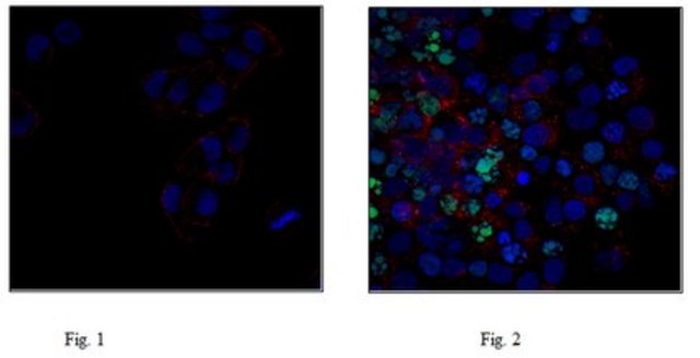 Anti-phospho Histone H2A.X (Ser139), clone JBW301, Alexa Fluor&#8482; 488 Conjugate Antibody clone JBW301, from mouse, ALEXA FLUOR&#8482; 488