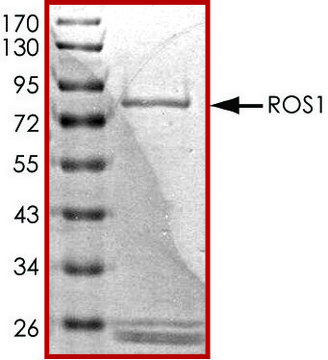 ROS1 (1883-end), active, GST tagged human PRECISIO&#174; Kinase, recombinant, expressed in baculovirus infected Sf9 cells, &#8805;70% (SDS-PAGE), buffered aqueous glycerol solution
