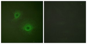 Anti-EPHB1 antibody produced in rabbit affinity isolated antibody
