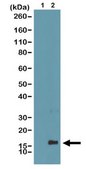 Anti-monomethyl Histone H3 (Lys4) Antibody, clone RM140 clone RM140, from rabbit