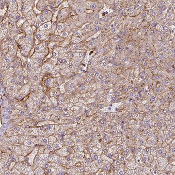 Anti-APOC1 antibody produced in rabbit Prestige Antibodies&#174; Powered by Atlas Antibodies, affinity isolated antibody, buffered aqueous glycerol solution