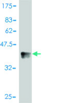 Monoclonal Anti-NLK antibody produced in mouse clone 1C1, purified immunoglobulin, buffered aqueous solution