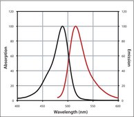 Anti-Chicken IgY (H+L), highly cross-adsorbed, CF&#8482; 488A antibody produced in goat ~2&#160;mg/mL, affinity isolated antibody
