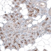 Anti-SLC6A14 antibody produced in rabbit affinity isolated antibody, buffered aqueous glycerol solution