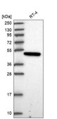 Anti-PARD6G antibody produced in rabbit Prestige Antibodies&#174; Powered by Atlas Antibodies, affinity isolated antibody, buffered aqueous glycerol solution