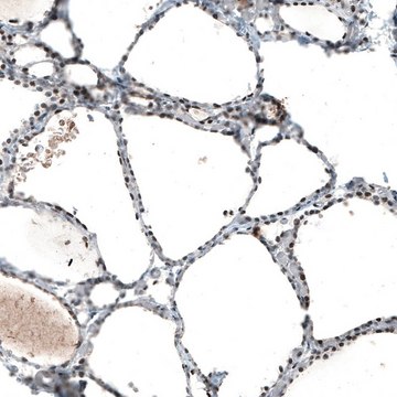Monoclonal Anti-JUN antibody produced in mouse Prestige Antibodies&#174; Powered by Atlas Antibodies, clone CL9662, purified immunoglobulin, buffered aqueous glycerol solution