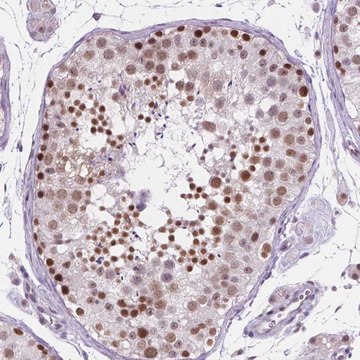 Anti-FAM50B antibody produced in rabbit Prestige Antibodies&#174; Powered by Atlas Antibodies, affinity isolated antibody, buffered aqueous glycerol solution