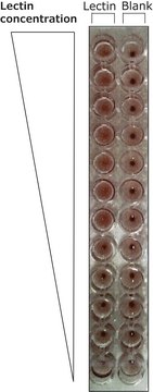 Lectin from Bandeiraea simplicifolia (Griffonia simplicifolia) Isolectin B4 (BSI-B4), lyophilized powder