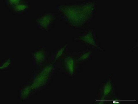 Monoclonal Anti-KLK3 antibody produced in mouse clone 1B1, purified immunoglobulin, buffered aqueous solution