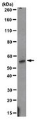 Anticorps anti-ROR gamma T, clone&nbsp;6F3.1 clone 6F3.1, from mouse