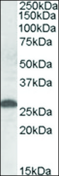 Anti-Apom antibody produced in goat affinity isolated antibody, buffered aqueous solution