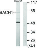 Anti-BACH1 antibody produced in rabbit affinity isolated antibody