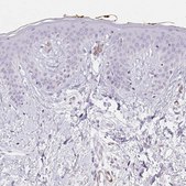 Anti-HRC antibody produced in rabbit Prestige Antibodies&#174; Powered by Atlas Antibodies, affinity isolated antibody, buffered aqueous glycerol solution