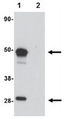 Anti-SCRN1 Antibody from rabbit, purified by affinity chromatography