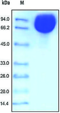 ICAM1/CD54 human recombinant, expressed in HEK 293 cells, &#8805;98% (SDS-PAGE)