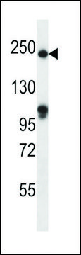 ANTI-SLIT1(N-TERMINAL) antibody produced in rabbit affinity isolated antibody, buffered aqueous solution