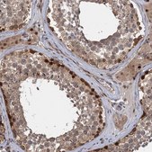 Anti-KANSL2 antibody produced in rabbit Prestige Antibodies&#174; Powered by Atlas Antibodies, affinity isolated antibody, buffered aqueous glycerol solution