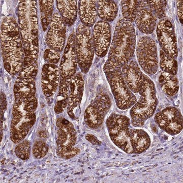 Anti-ILVBL antibody produced in rabbit Prestige Antibodies&#174; Powered by Atlas Antibodies, affinity isolated antibody, buffered aqueous glycerol solution