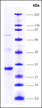 SRC1, FLAG tagged, TEV site human recombinant, expressed in E. coli, &#8805;80% (SDS-PAGE)