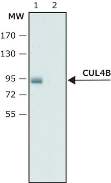 Anti-Cullin-4B antibody produced in rabbit ~1.0&#160;mg/mL, affinity isolated antibody, buffered aqueous solution