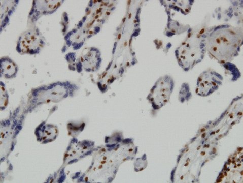 Monoclonal Anti-JMJD1C antibody produced in mouse clone 5F12, purified immunoglobulin, buffered aqueous solution