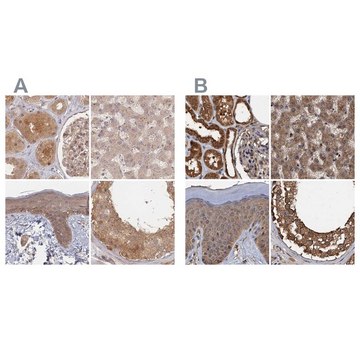 Anti-PSMD9 antibody produced in rabbit Prestige Antibodies&#174; Powered by Atlas Antibodies, affinity isolated antibody, buffered aqueous glycerol solution