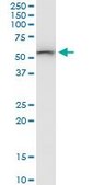 Anti-SARS2 antibody produced in mouse IgG fraction of antiserum, buffered aqueous solution