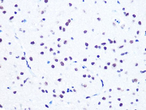 Anti-NUMA1 antibody produced in rabbit