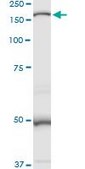 Anti-MAN2B1 antibody produced in rabbit purified immunoglobulin, buffered aqueous solution