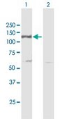 Anti-DDB1 antibody produced in mouse purified immunoglobulin, buffered aqueous solution