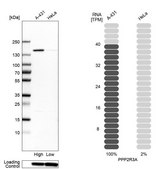 Anti-PPP2R3A antibody produced in rabbit Prestige Antibodies&#174; Powered by Atlas Antibodies, affinity isolated antibody, buffered aqueous glycerol solution