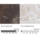 Anti-EVL antibody produced in rabbit Prestige Antibodies&#174; Powered by Atlas Antibodies, affinity isolated antibody, buffered aqueous glycerol solution