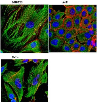 Anti-Zyxin Antibody, clone 14E11.1 clone 14E11.1, from mouse