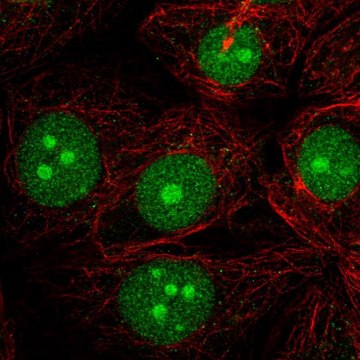 Anti-LDOC1 antibody produced in rabbit Prestige Antibodies&#174; Powered by Atlas Antibodies, affinity isolated antibody