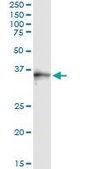 Monoclonal Anti-SNX11 antibody produced in mouse clone 2G1, purified immunoglobulin, buffered aqueous solution