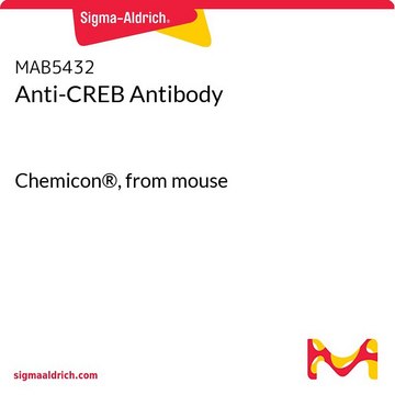 Anti-CREB Antibody Chemicon&#174;, from mouse