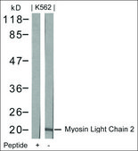 Anti-MRCL3 (Ab-18) antibody produced in rabbit affinity isolated antibody