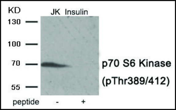 Anti-phospho-p70 S6 Kinase (pThr389/412) antibody produced in rabbit affinity isolated antibody