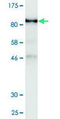 Monoclonal Anti-UBQLN1 antibody produced in mouse clone 1C6-B7, purified immunoglobulin, buffered aqueous solution