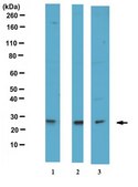 Anti-Rab27B Antibody serum, from rabbit