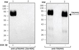 Tau-441 human recombinant, lyophilized powder, expressed in HEK 293 cells, &#8805;95% (SDS-PAGE)