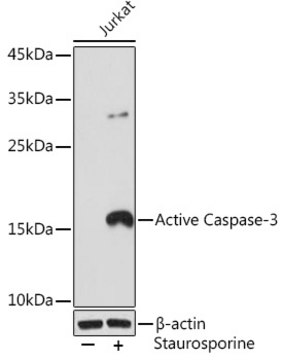 Anti-Active Caspase-3 Antibody, clone 3J2A1, Rabbit Monoclonal