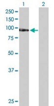 Anti-TAF1C antibody produced in rabbit purified immunoglobulin, buffered aqueous solution