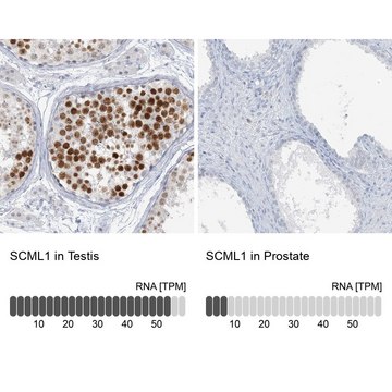 Anti-SCML1 antibody produced in rabbit Prestige Antibodies&#174; Powered by Atlas Antibodies, affinity isolated antibody, buffered aqueous glycerol solution